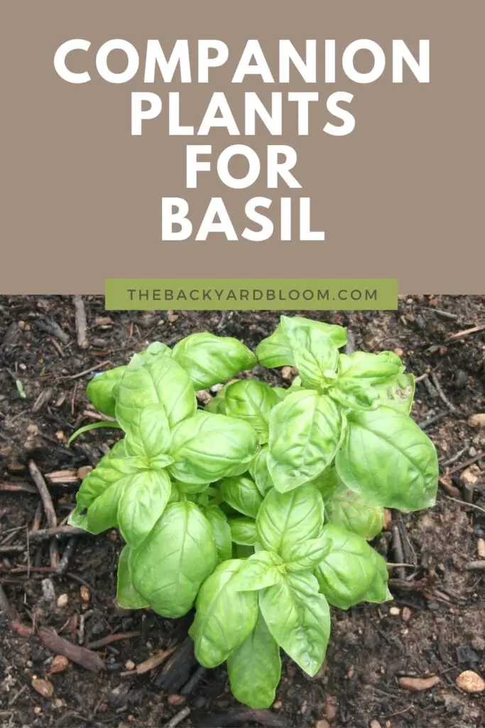 Companion Plants For Basil - The Backyard Bloom