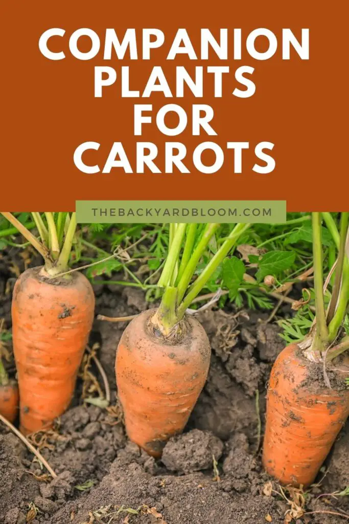 Companion Plants for Carrots and What Not To Plant With Carrots in The Garden