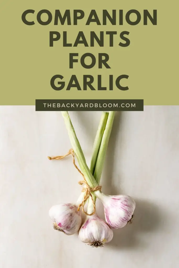 Companion plants for garlic and what not to plant with garlic.