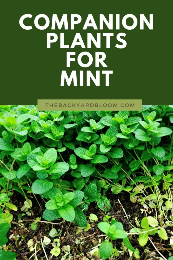 Companion Plants for Mint and What Not To Plant With Mint in the Garden