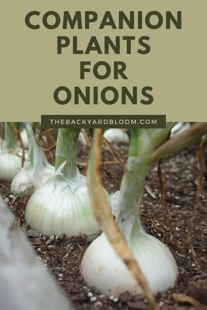 Companion Plants for Onions and What Not To Plant With Onions In The Garden