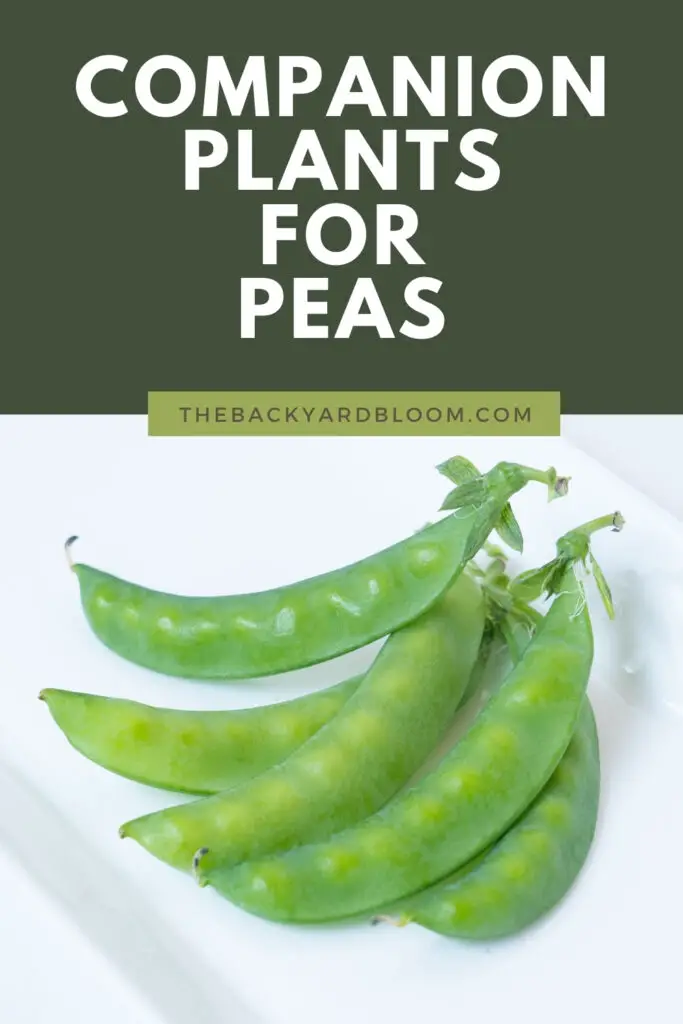Companion Plants for Peas and What Not to Plant with Peas in the Garden