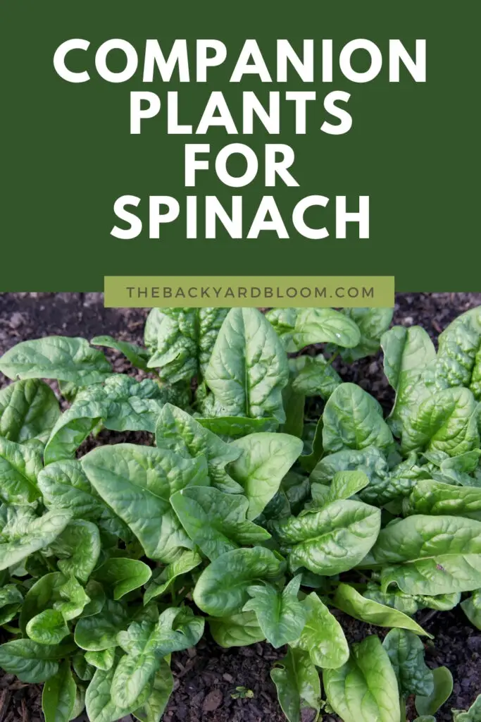 Companion Plants for Spinach And What Not To Grow With Spinach In The Garden
