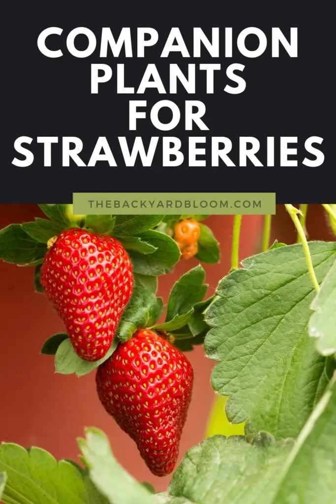 Good Companion Plants for Strawberries and What Not to Plant with Strawberries