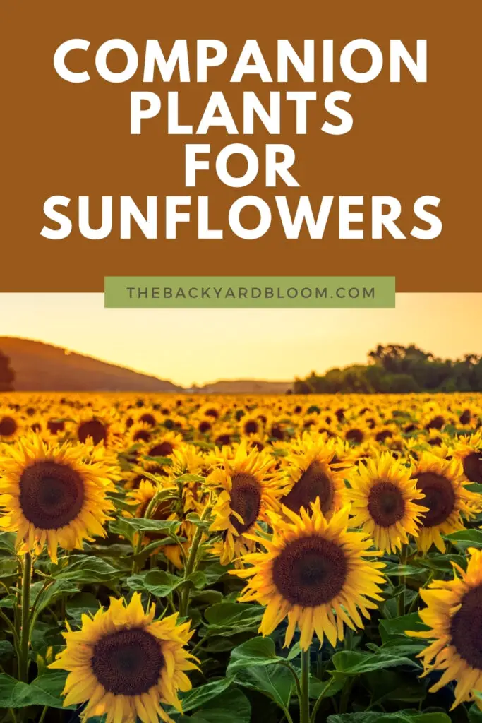 Companion Plants for Sunflowers and What Not to Plant with Sunflowers
