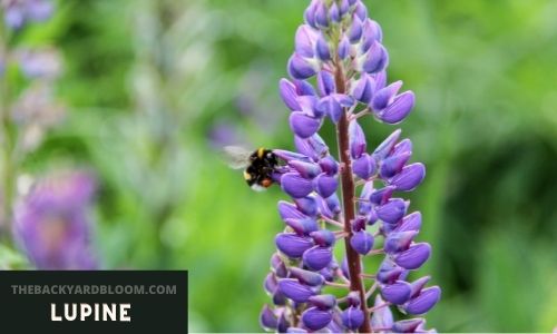 Bee on Lupine