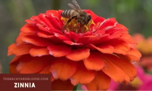 Bee on a Zinnia Flower
