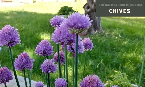 Chives with purple blooms