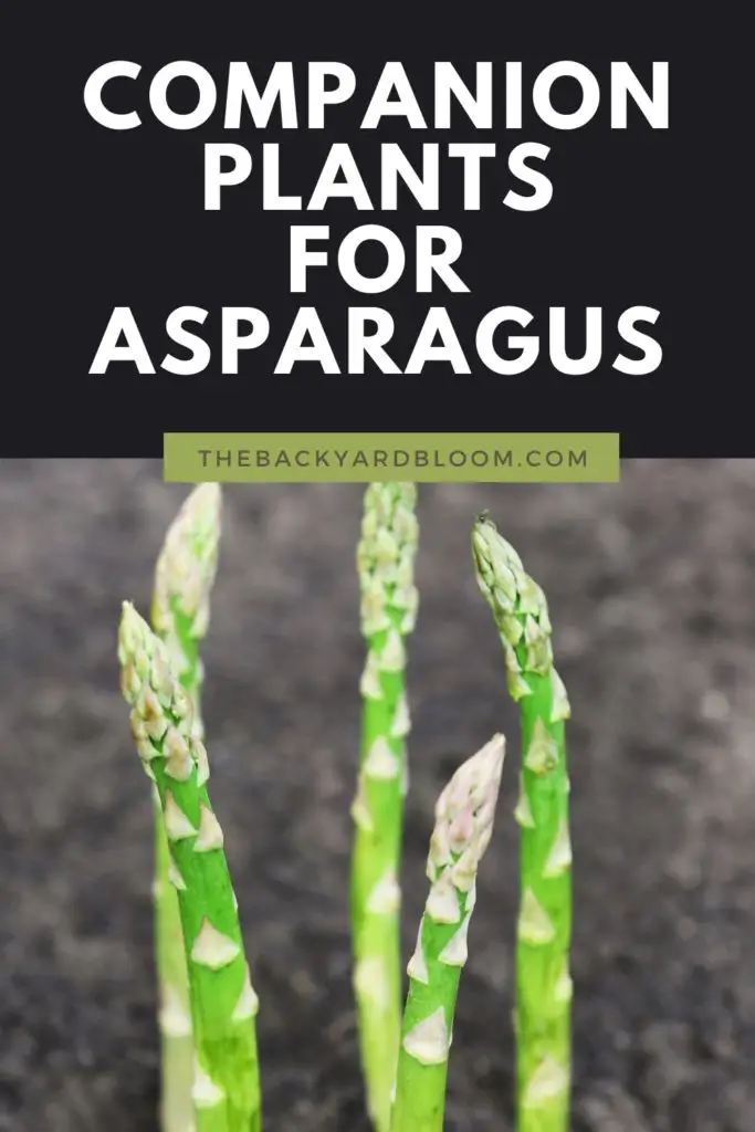 Companion Plants for Asparagus and What Not To Grow With Asparagus
