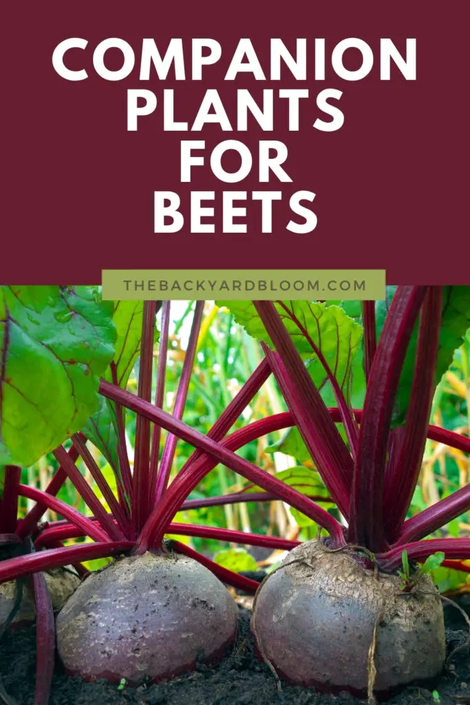 Companion Plants for Beets In The Garden and What Not To Grow With Beet