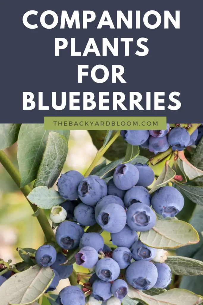 Companion Plants for Blueberries And What Not To Plant With Blueberries