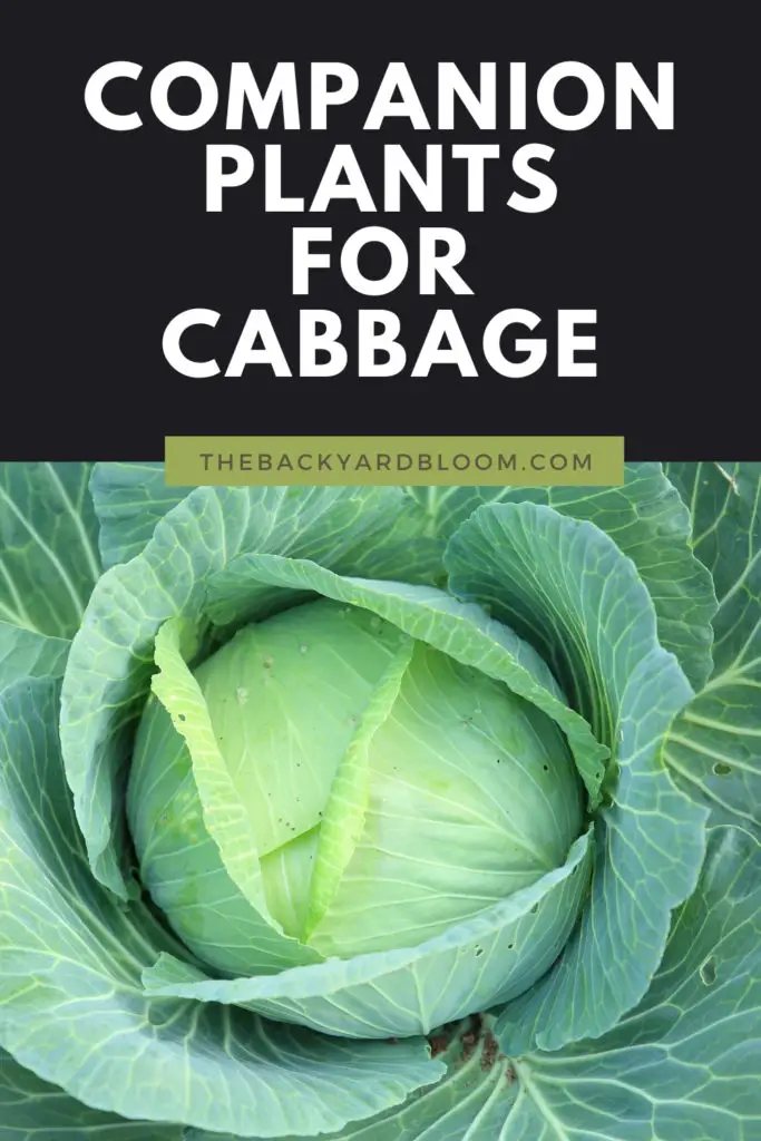 Companion Plants for Cabbage and What Not To Plant With Cabbage In The Garden