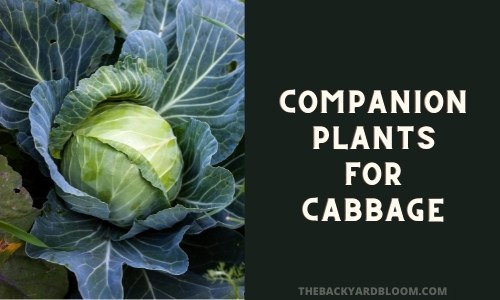 Companion Plants for Cabbage