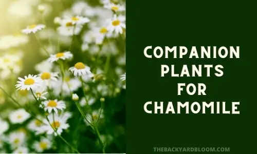 Companion Plants for Chamomile