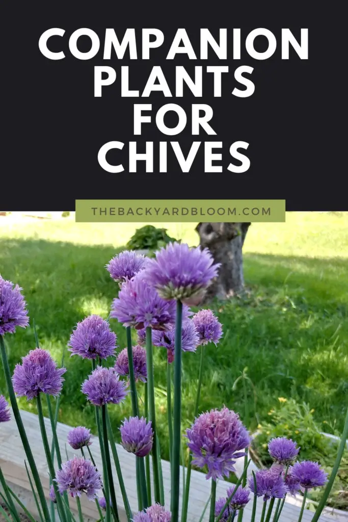 Companion Plants for Chives and What Not to Plant with Chives in a Home Garden