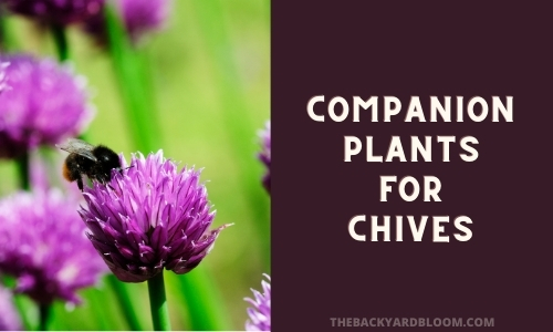 Companion Plants for Chives