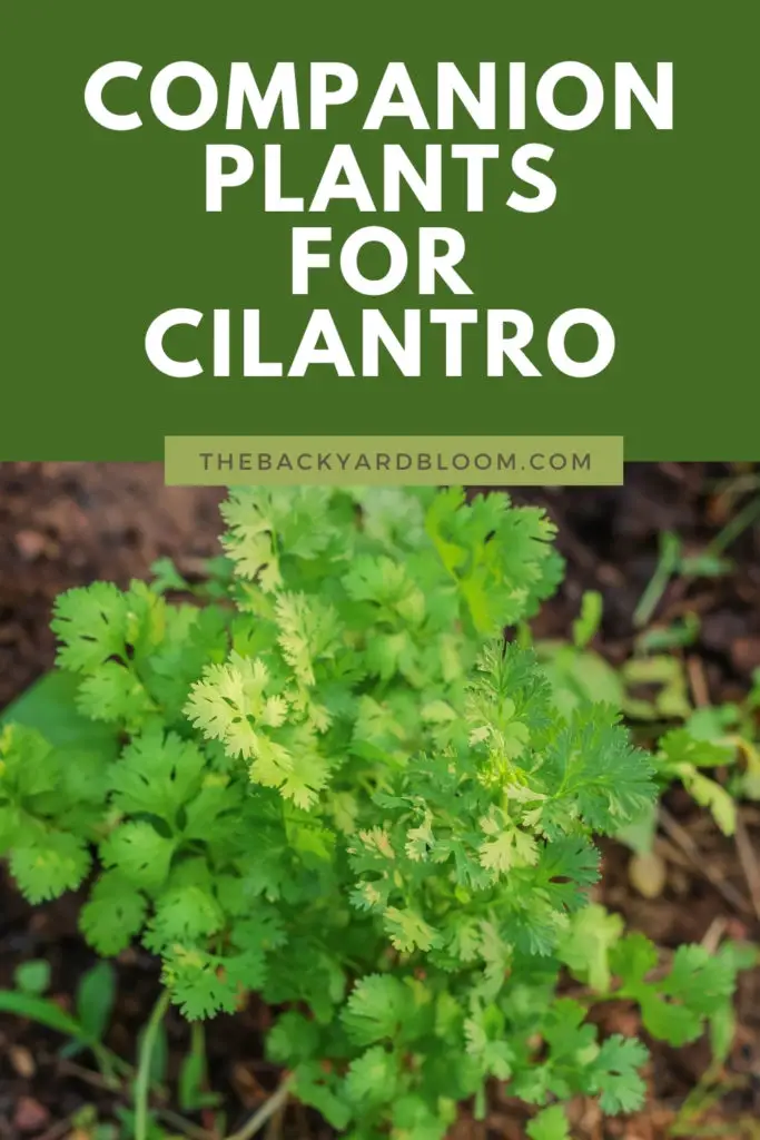 Companion Plants for Cilantro and  What Not to Plant with Cilantro in the Garden