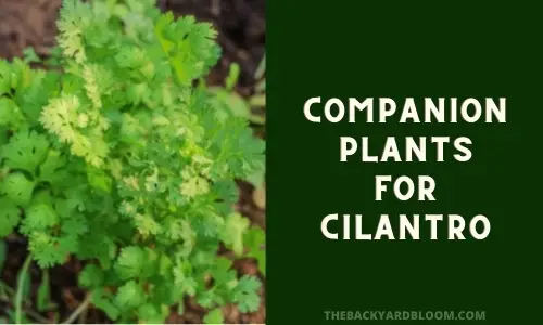 Companion Plants for Cilantro