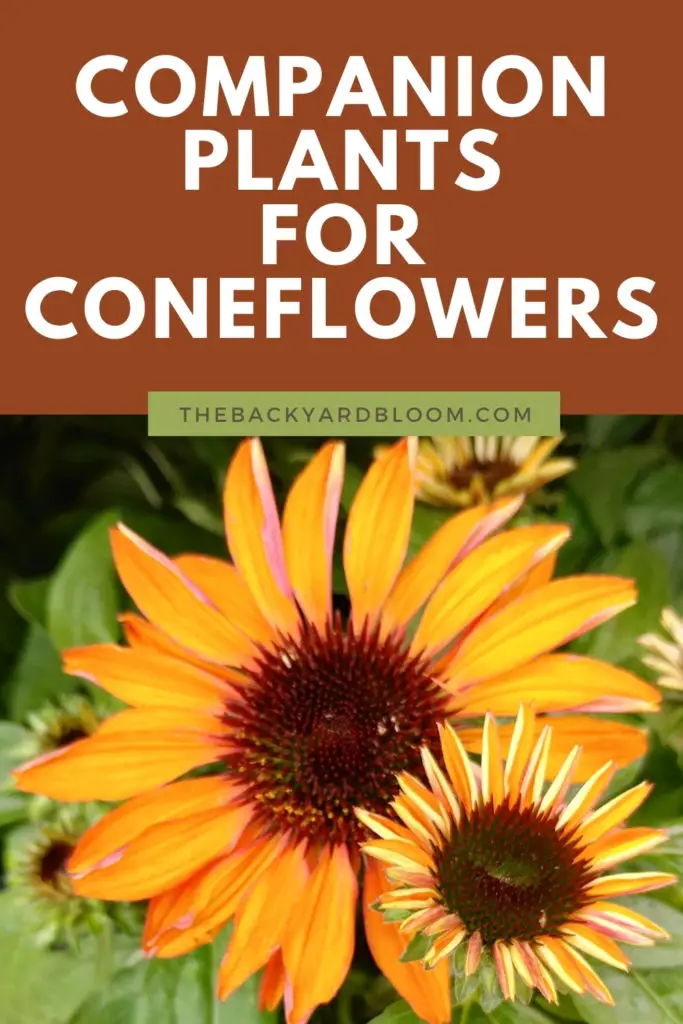 Companion Plants for Coneflowers