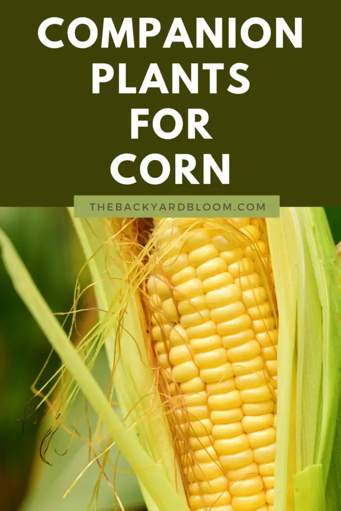 Companion Plants for Corn and What Not to Plant With Corn in the Garden