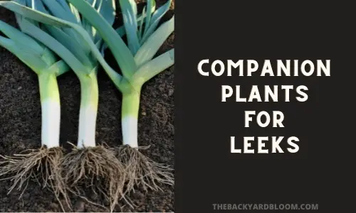 Companion Plants for Leeks
