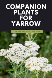 Companion Plants for Yarrow and What Not to Plant With Yarrow