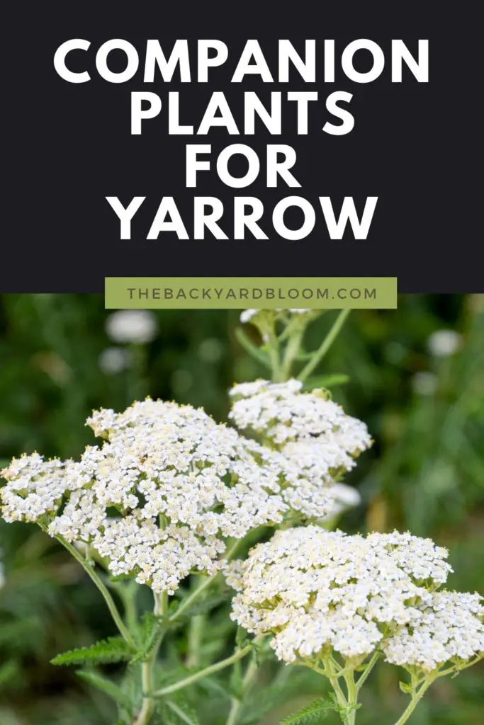 Image of Yarrow companion plant for tomatoes