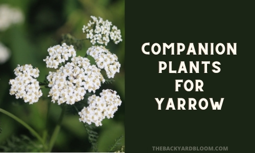 Companion Plants for Yarrow