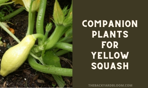 Companion Plants for Yellow Squash
