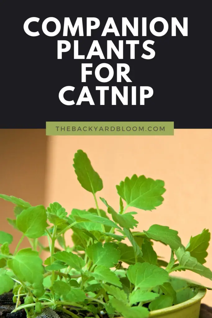 Companion Plants for Catnip and What not to Plant with Catnip in the Garden
