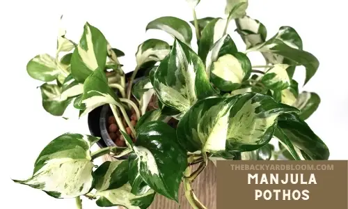 Manjula Pothos Variegated Indoor Plant