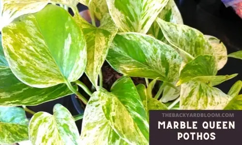 Marble queen pothos with cream color and green variegation