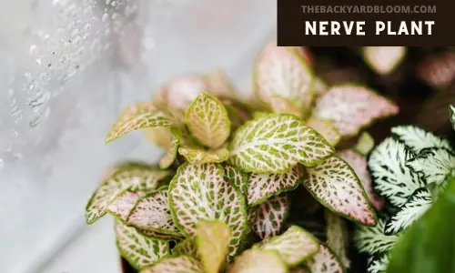 Nerve Plant with pink variegation.