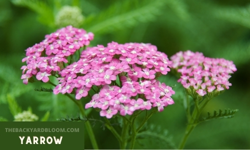 Pink colored yarrow plant.