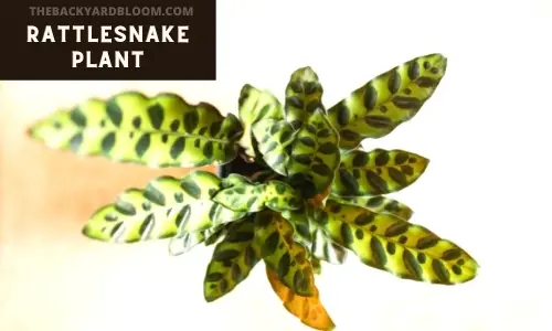 Rattlesnake Plant. Variegated house plant with wrinkly leaves.