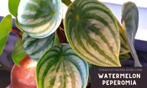 Watermelon Peperomia