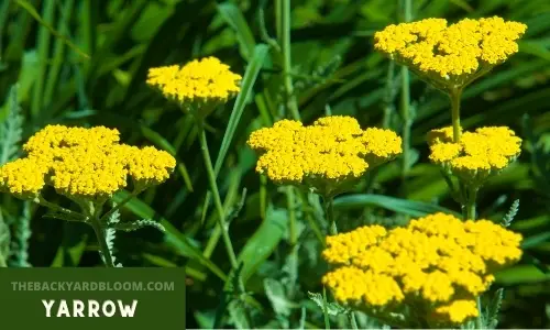 Yellow yarrow plant.