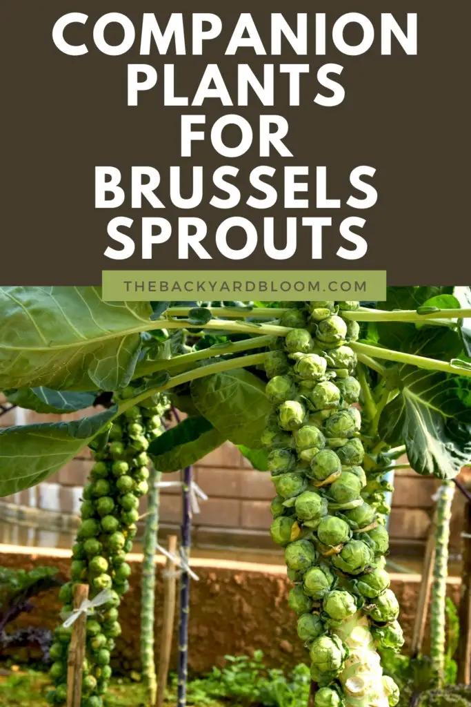 Companion Plants For Brussels Sprouts and What Not To Grow With Brussels Sprouts