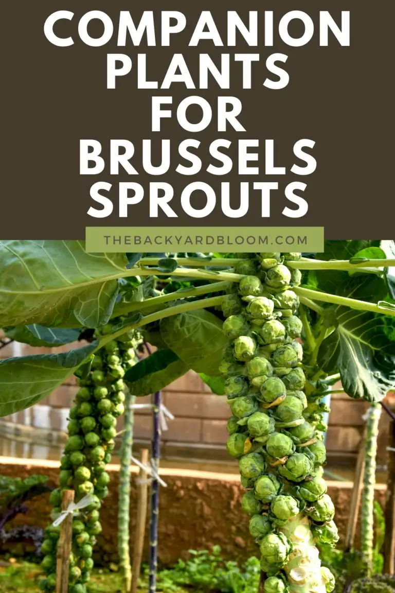 Companion Plants For Brussels Sprouts and What Not To Grow With