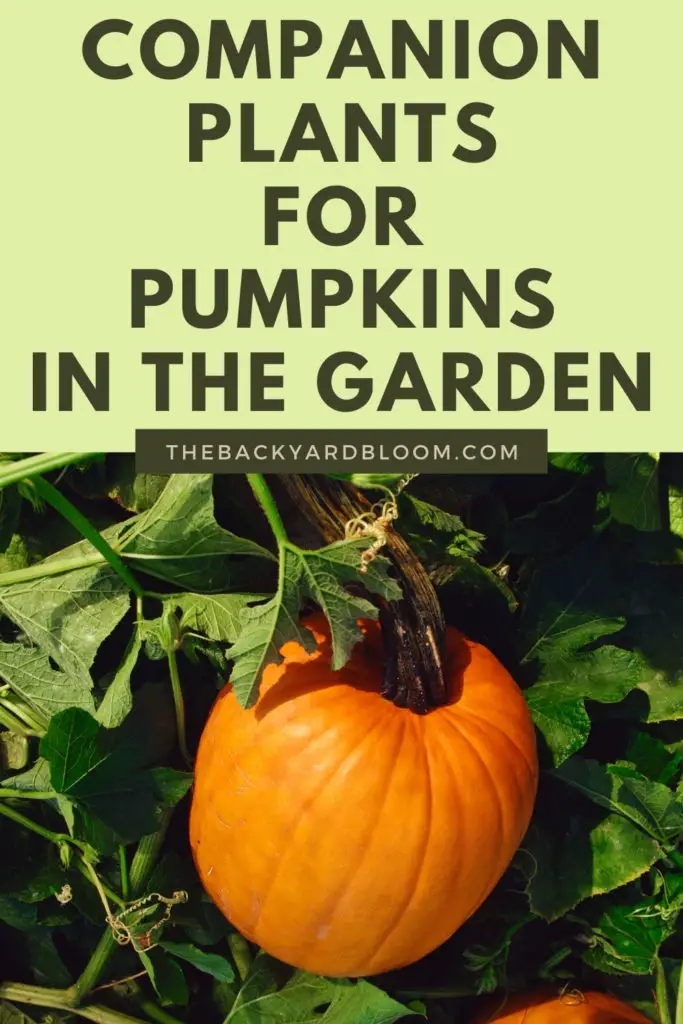 Companion Plants for Pumpkins and What not to Plant with Pumpkins in the Garden
