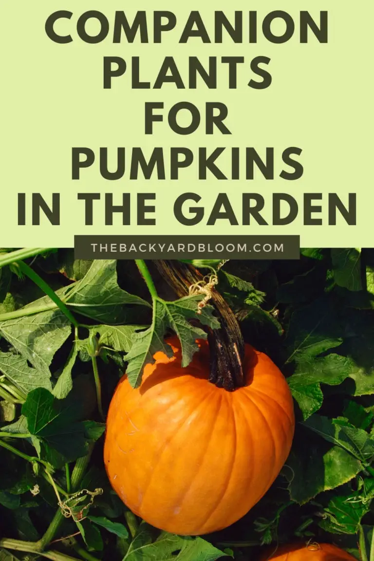 Companion Plants For Pumpkins and What Not To Plant With Pumpkins