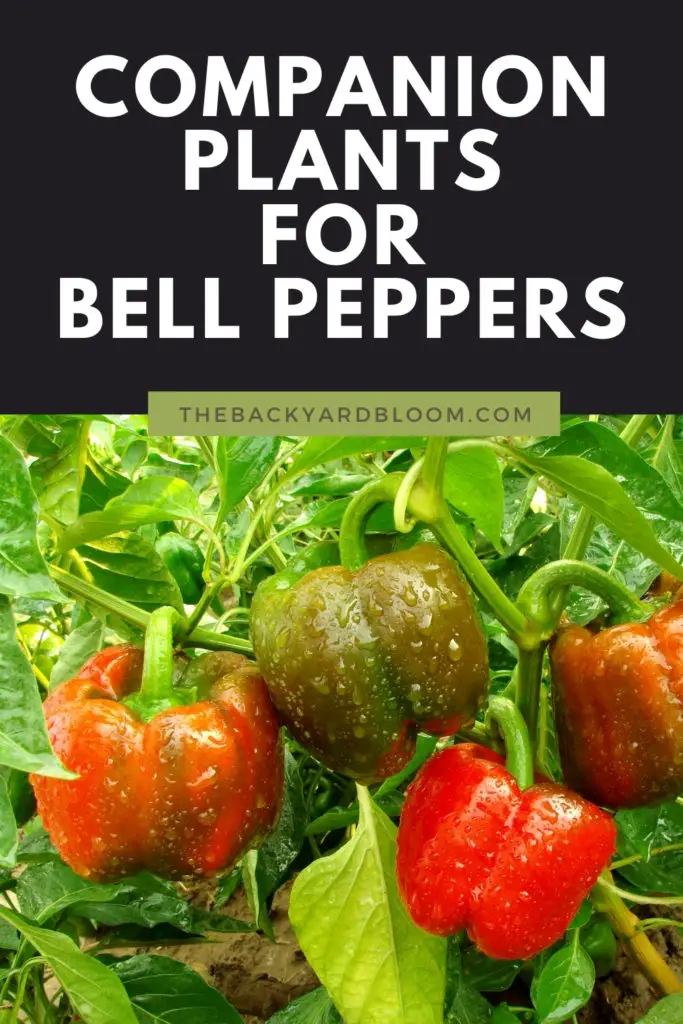 Companion Plants for Bell Peppers for the Home Garden