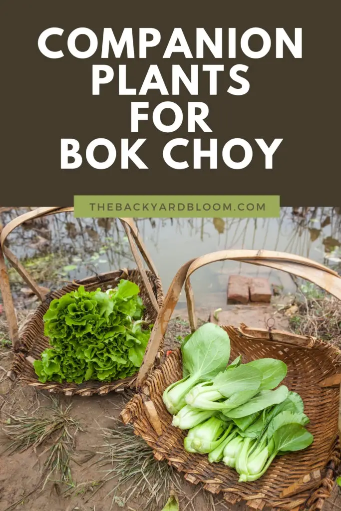 Companion Plants For Bok Choy and What Not To Plant With Bok Choy