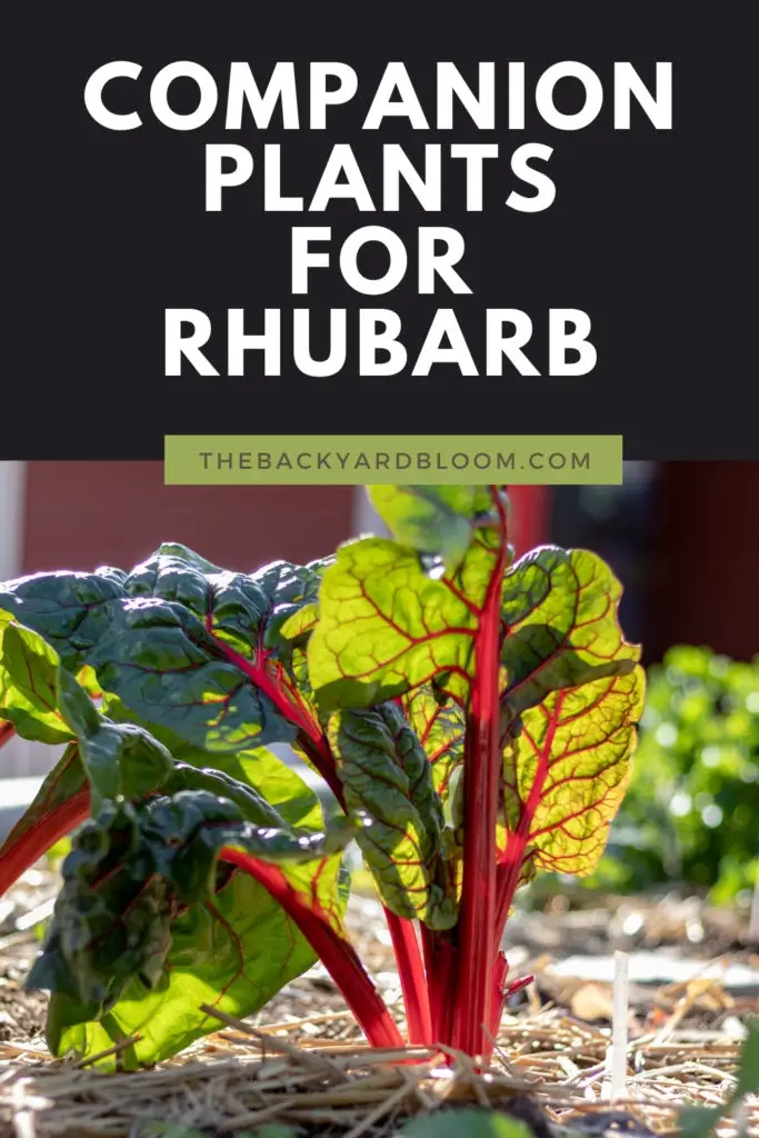 Companion Plants For Rhubarb and What Not To Grow With Rhubarb