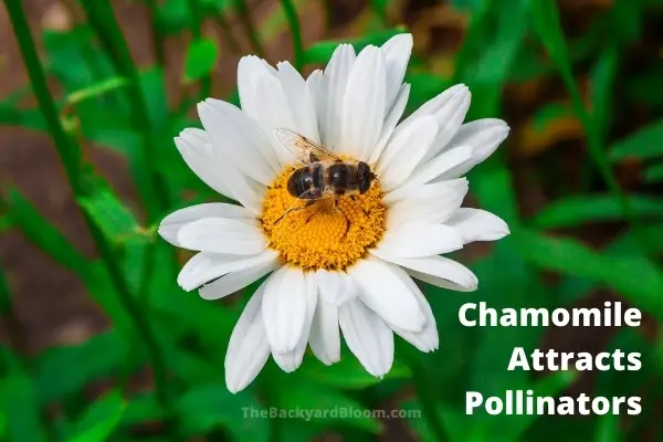 Chamomile Attracts Pollinators when Used in Companion Planting