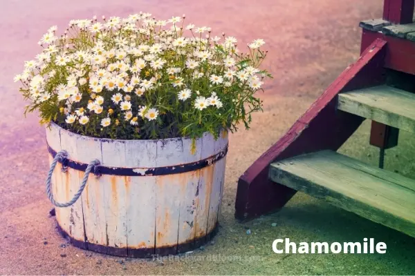 Image of Chamomile and lavender companion planting