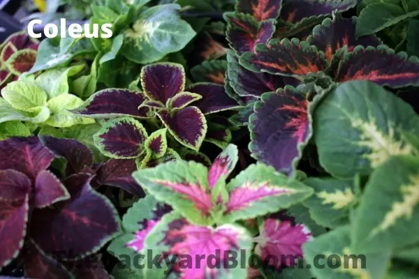 Various varieties of Coleus plants. 