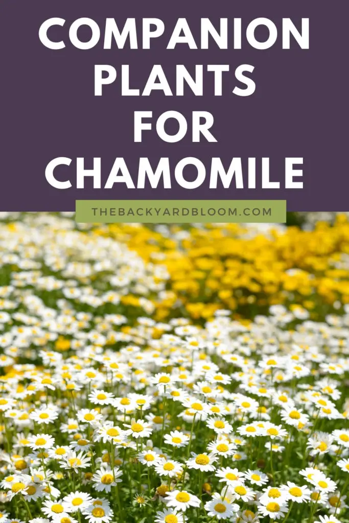 Companion Plants for Chamomile and What Not to Plant With Chamomile in the Garden