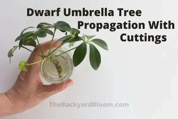 Dwarf Umbrella Tree Propagation with Cuttings in Water