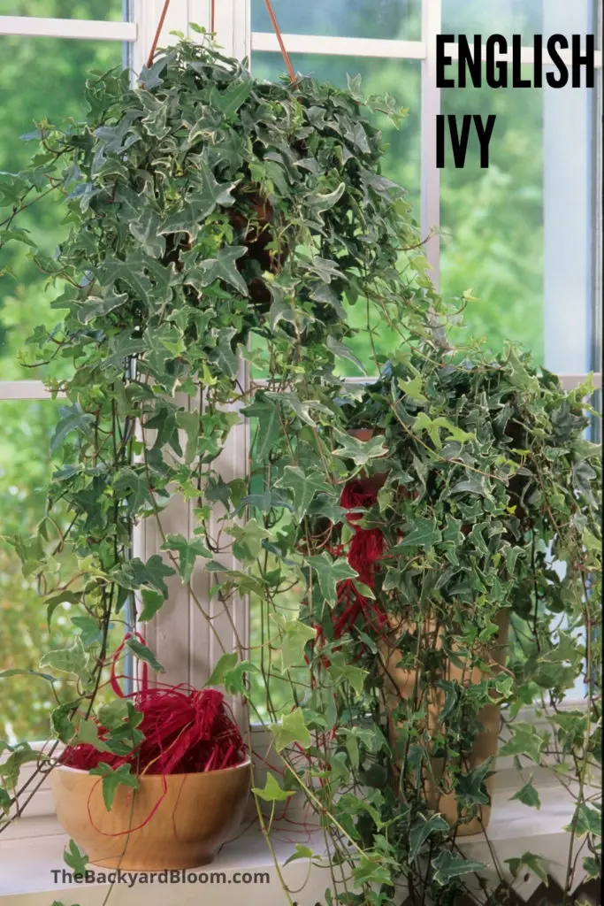 Trailing Houseplant: English Ivy